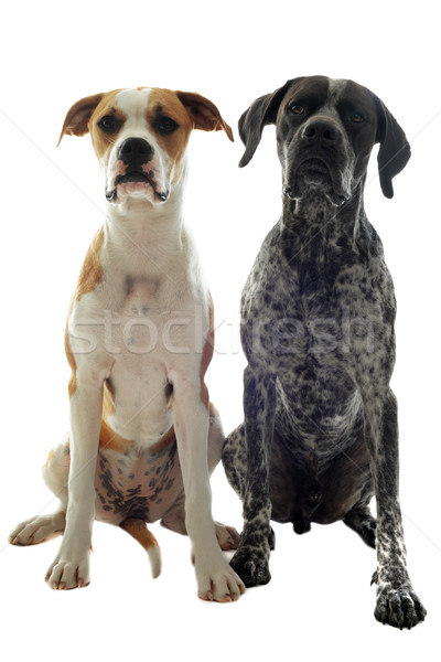 german shorthaired pointer and american bulldog Stock photo © cynoclub