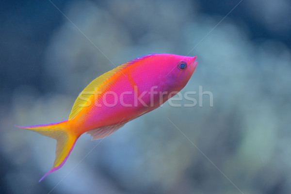 Pesce Colorato Con Meringa E Caramelle Per Un Compleanno Di Bambini.  Fotografia Stock - Immagine di grassoccio, rosa: 179067402