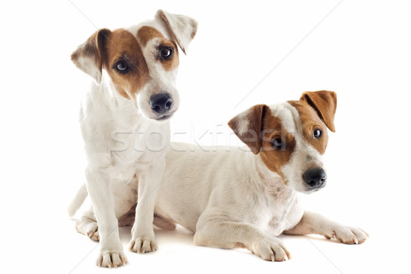 two jack russel terrier Stock photo © cynoclub