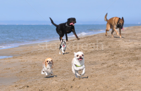 [[stock_photo]]: Courir · chiens · rottweiler · plage · sport · mer