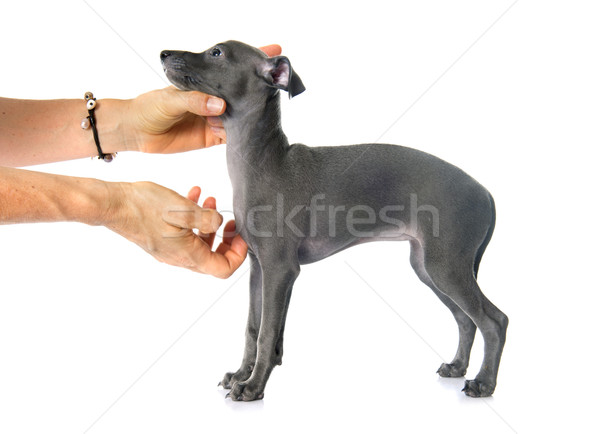 pupy italian greyhound Stock photo © cynoclub