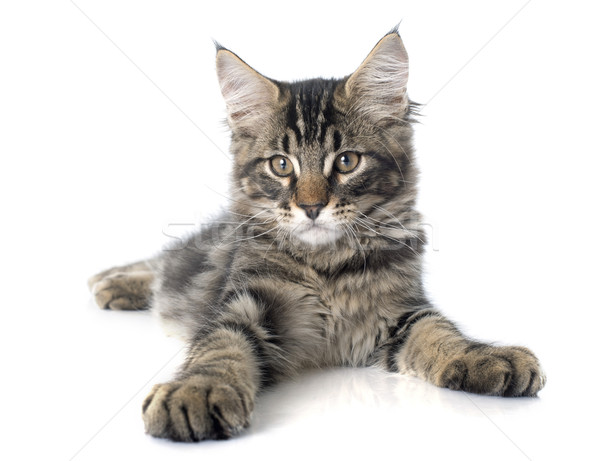 Maine gattino bianco cat animale giocare Foto d'archivio © cynoclub