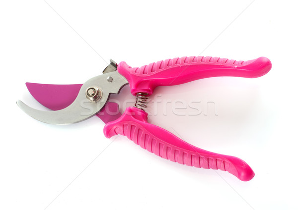 pink secateurs Stock photo © cynoclub