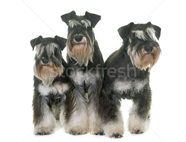 Schnauzer Imagenes Stock Fotos Y Vectores Pagina 2 Stockfresh