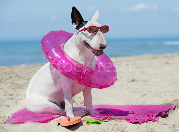 bull terrier on beach Stock photo © cynoclub