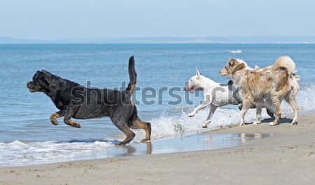 dogs running on the beach Stock photo © cynoclub