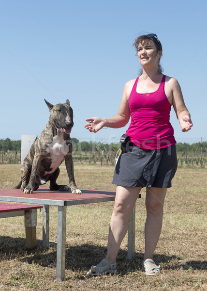 woman and bull terrier Stock photo © cynoclub