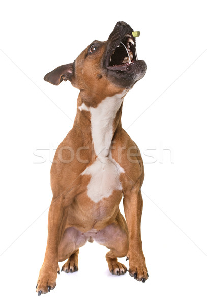 staffordshire bull terrier Stock photo © cynoclub