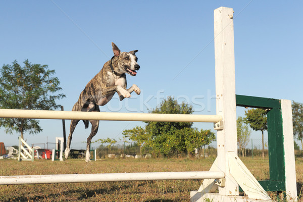 jumping whippet Stock photo © cynoclub