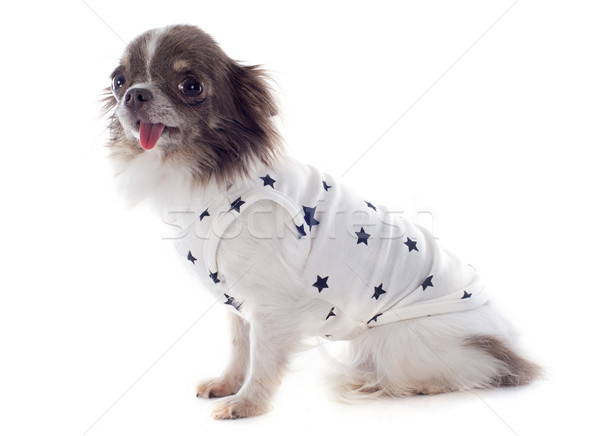 Stok fotoğraf: Köpek · yavrusu · tshirt · portre · sevimli · beyaz