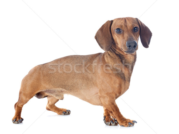 dachshund dog Stock photo © cynoclub