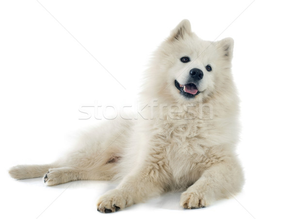 Samoyed Stock photo © cynoclub