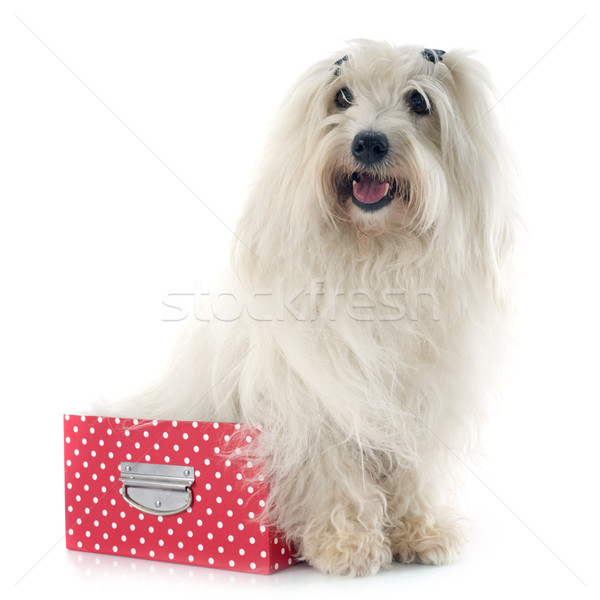 coton de tulear Stock photo © cynoclub