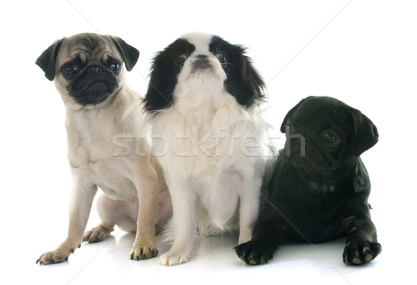 three little dogs Stock photo © cynoclub