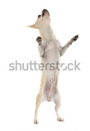 Stock photo: puppy chihuahua