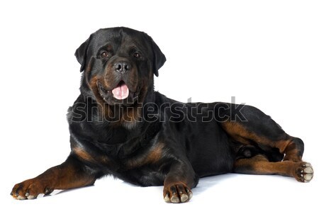 puppy chihuahua and rottweiler Stock photo © cynoclub