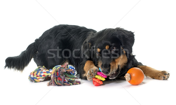 Jogar preto cão bola estúdio cachorro Foto stock © cynoclub