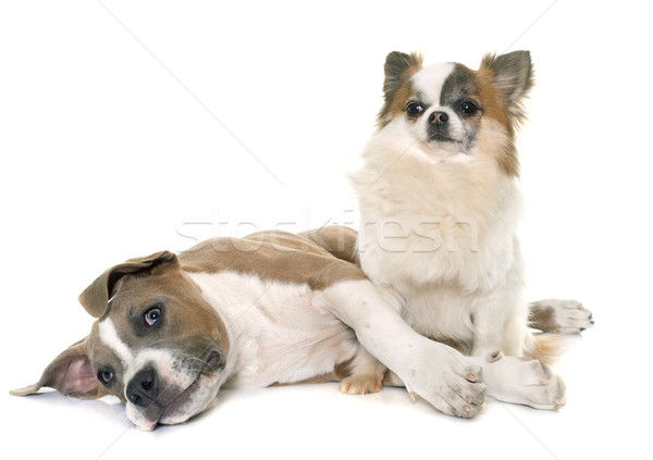 Kutyakölyök staffordshire terrier kutya fiatal díszállat fehér háttér Stock fotó © cynoclub