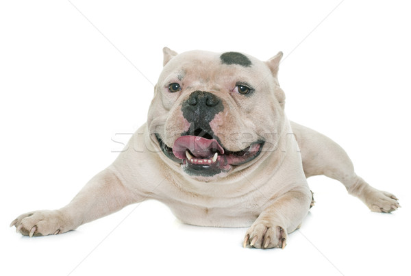 white american bully Stock photo © cynoclub