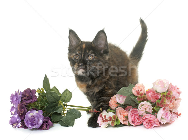Maine gatinho gato jovem feminino Foto stock © cynoclub
