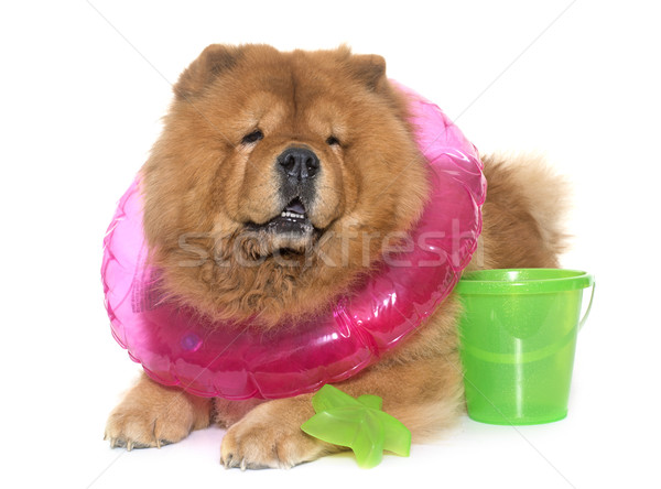 Stock photo: chow chow dog in summer