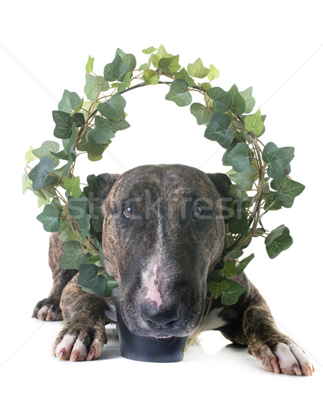 brown bull terrier and ivy Stock photo © cynoclub