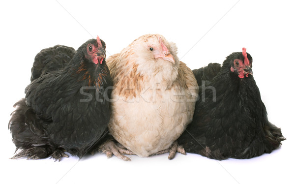 Stock photo: faverolle and pekin chicken