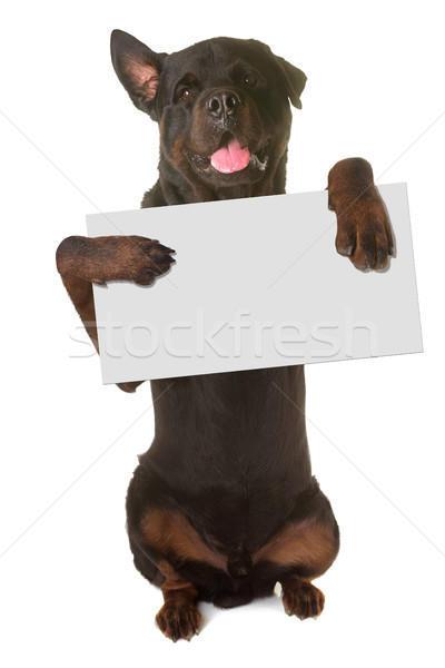 Rottweiler permanente omhoog witte hond teken Stockfoto © cynoclub
