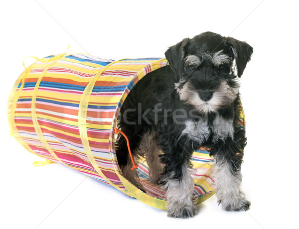 puppy miniature schnauzer Stock photo © cynoclub