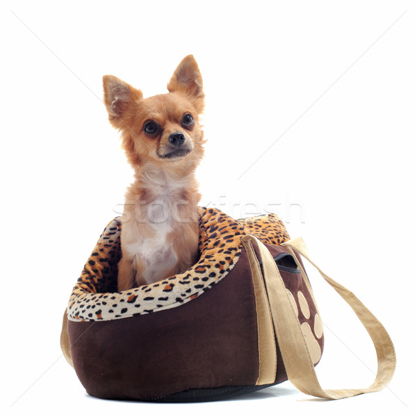 путешествия сумку собака студию щенков ПЭТ Сток-фото © cynoclub