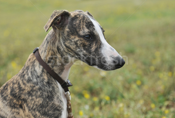 Stock photo: puppy whippet