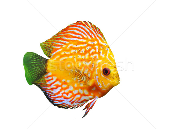 Stock photo: young discus