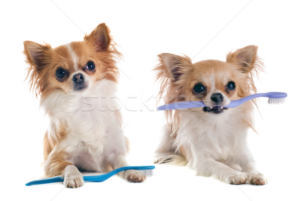 Escova de dentes retrato branco cão casal Foto stock © cynoclub