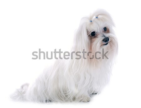 maltese dog Stock photo © cynoclub