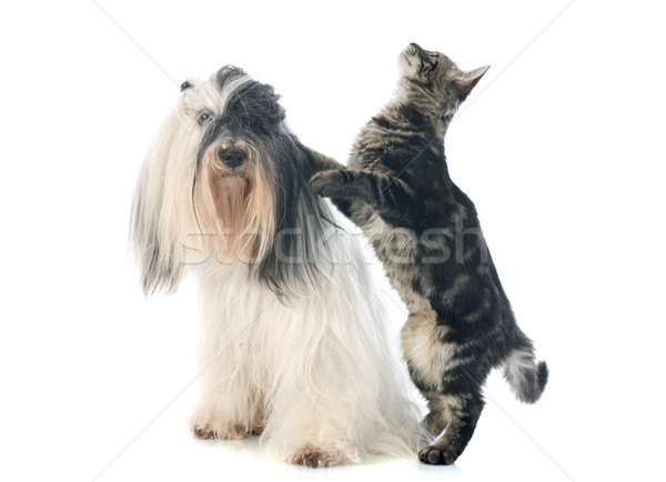 Сток-фото: терьер · кошки · белый · собака · животного · щенков