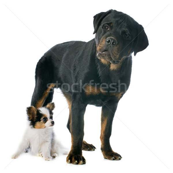 Stock photo: papillon puppy and rottweiler 