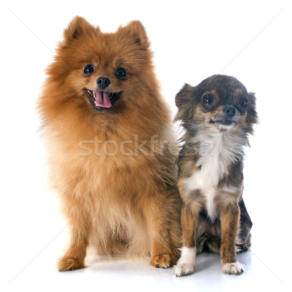 pomeranian spitz and chihuahua Stock photo © cynoclub