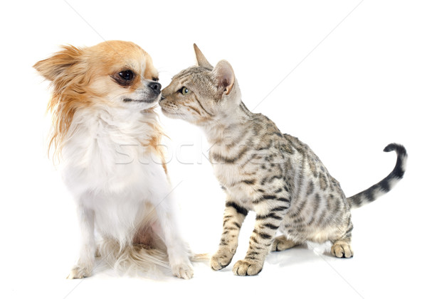 bengal cat and chihuahua Stock photo © cynoclub