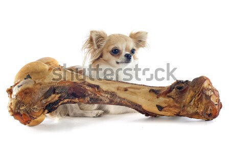 chihuahua and bone Stock photo © cynoclub