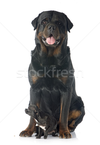 [[stock_photo]]: Chiot · rottweiler · blanche · chien · amis · studio