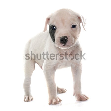 Kutyakölyök amerikai bulldog fehér kutya állat stúdió Stock fotó © cynoclub