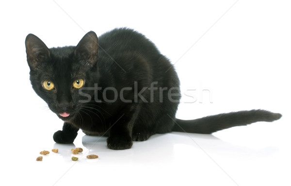 young black cat eating Stock photo © cynoclub