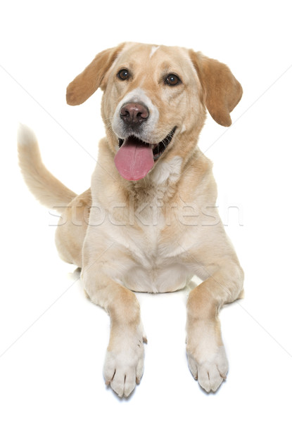 female labrador retriever Stock photo © cynoclub