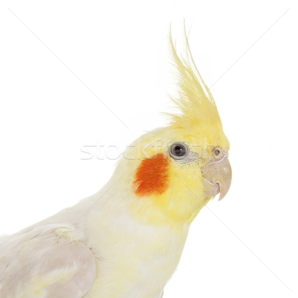 Retrato aves estudio mascota fondo blanco Foto stock © cynoclub