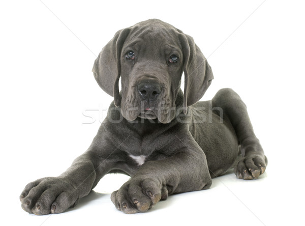 Cachorro animales estudio fondo blanco gris Foto stock © cynoclub