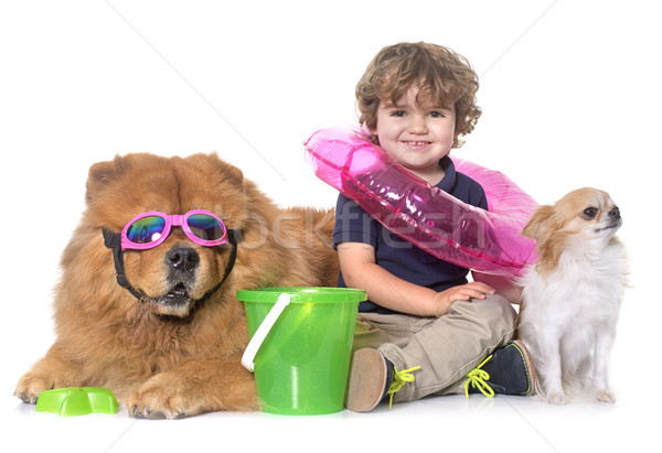 chow chow, chihuahua and little boy Stock photo © cynoclub