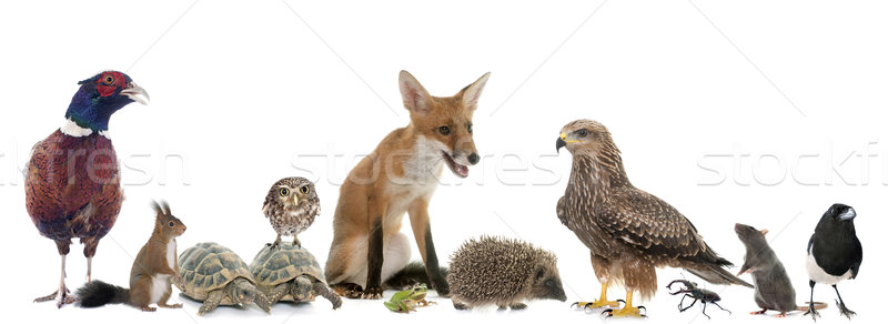 group of wild animals in Europe Stock photo © cynoclub