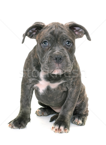 puppy american staffordshire terrier Stock photo © cynoclub