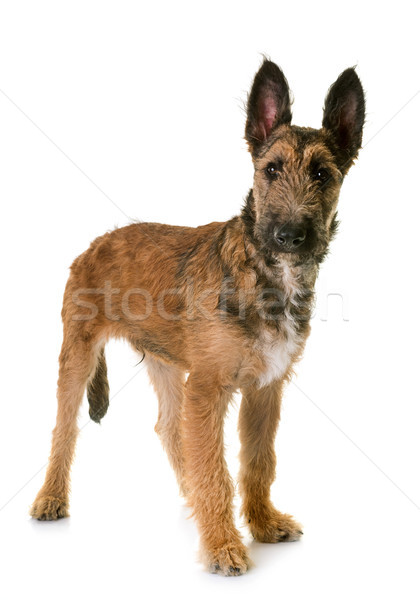 puppy belgian shepherd laekenois Stock photo © cynoclub