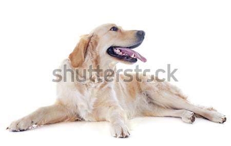 Puppy golden retriever witte hond dier Stockfoto © cynoclub